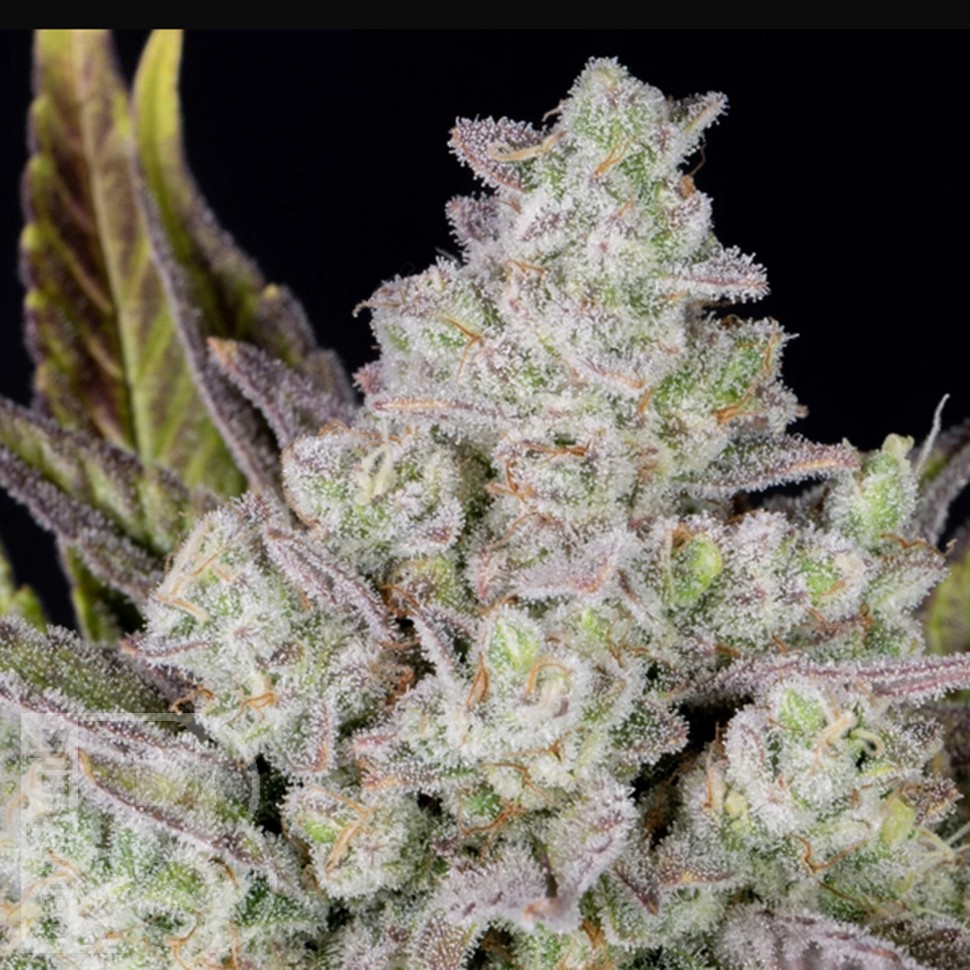 Семена  Auto Gorilla Cookies feminised Ganja Seeds