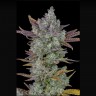 Семена  Auto Gorilla Cookies feminised Ganja Seeds