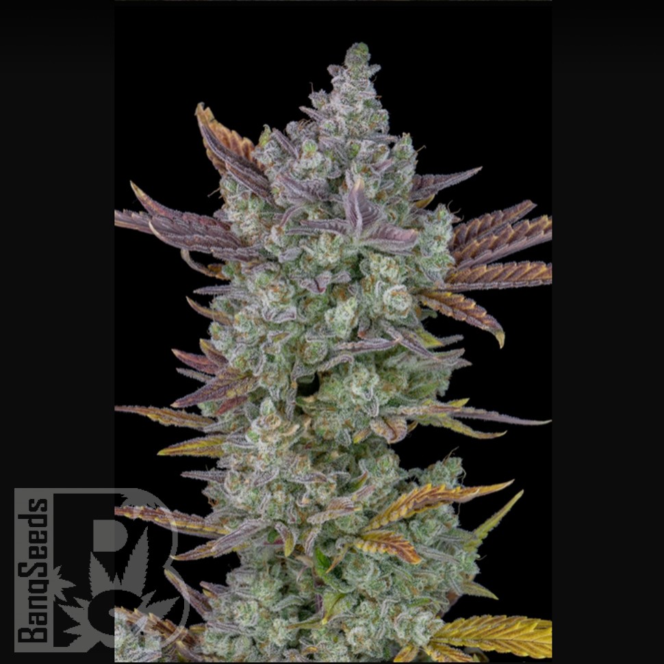Семена  Auto Gorilla Cookies feminised Ganja Seeds