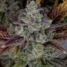 Семена  Auto Gorilla Cookies feminised Ganja Seeds