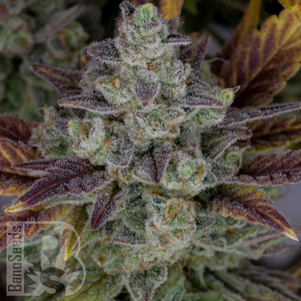 Семена  Auto Gorilla Cookies feminised Ganja Seeds