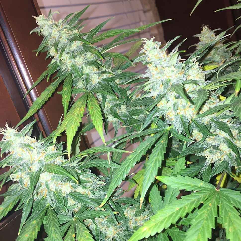 Семена конопли  Auto Siberian Haze regular Ganja Seeds