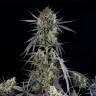 Семена ганжа  Auto Pound Cake feminised Ganja Seeds