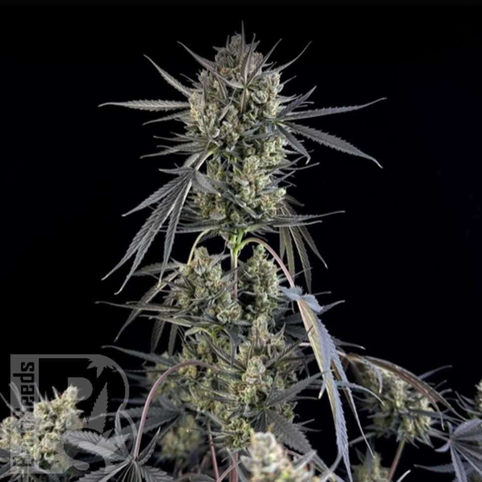 Семена ганжа  Auto Pound Cake feminised Ganja Seeds