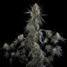 Семена ганжа  Auto Pound Cake feminised Ganja Seeds