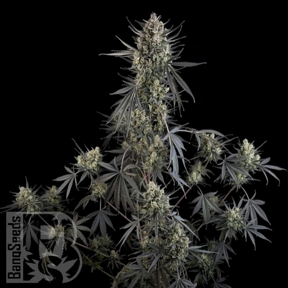Семена ганжа  Auto Pound Cake feminised Ganja Seeds