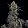 Семена ганжа  Auto Pound Cake feminised Ganja Seeds