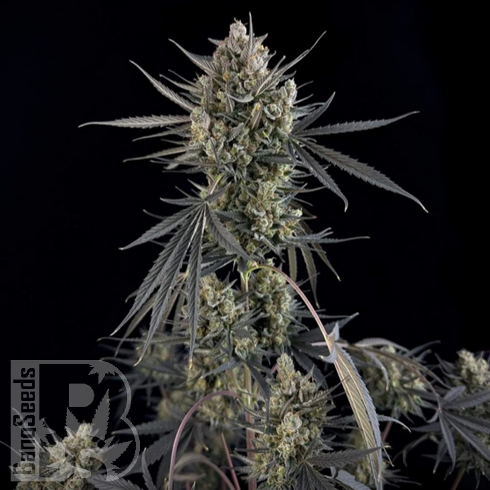 Семена ганжа  Auto Pound Cake feminised Ganja Seeds