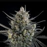 Семена ганжа  Auto Pound Cake feminised Ganja Seeds