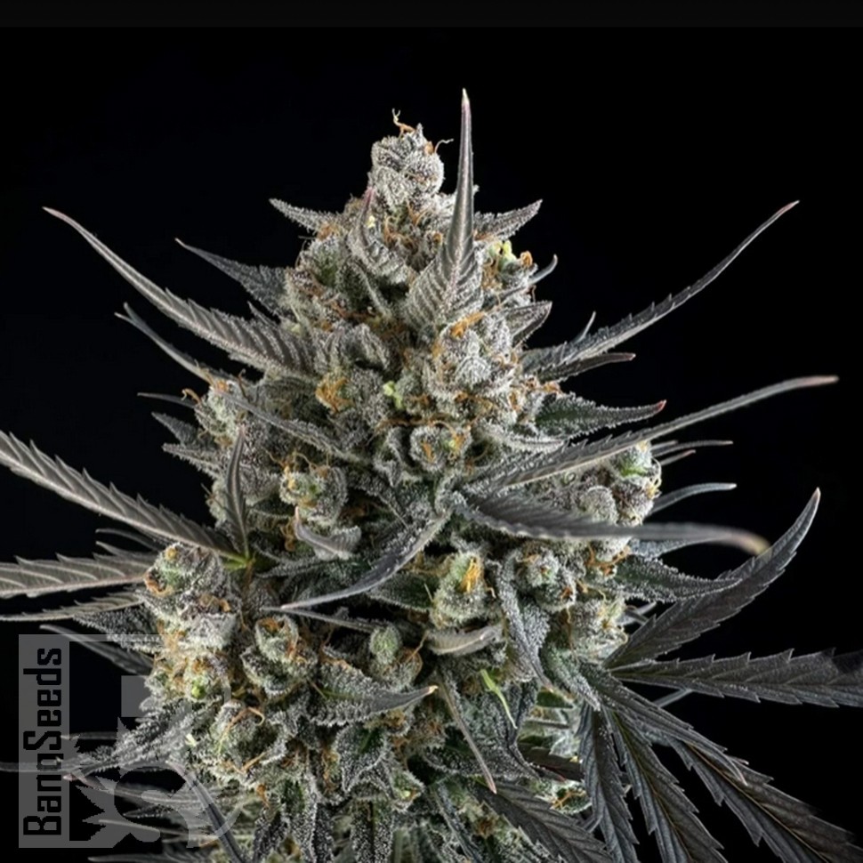 Семена ганжа  Auto Pound Cake feminised Ganja Seeds