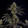 Семена ганжа  Auto Pound Cake feminised Ganja Seeds