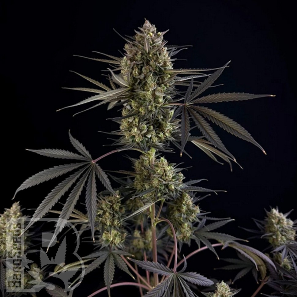 Семена ганжа  Auto Pound Cake feminised Ganja Seeds