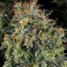 Семена ганжа  Top 44 feminised Ganja Seeds