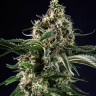 Семена ганжа  Top 44 feminised Ganja Seeds
