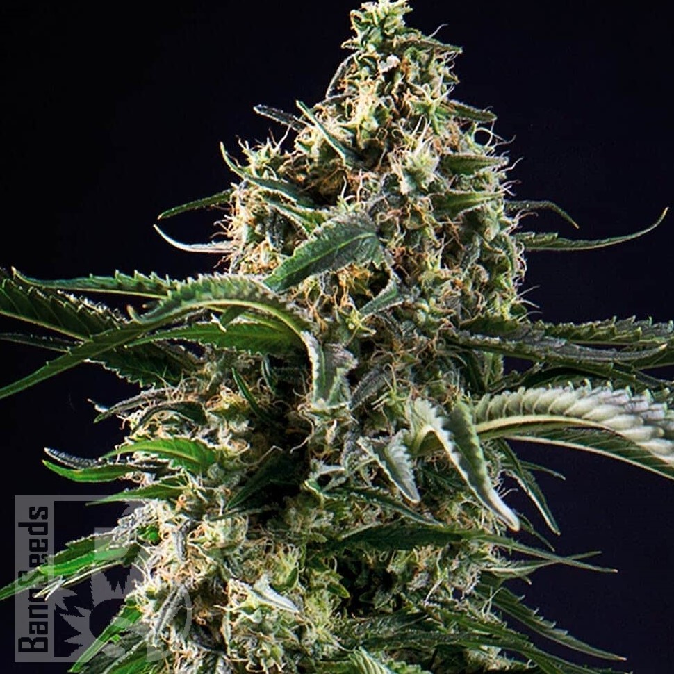Семена ганжа  Top 44 feminised Ganja Seeds