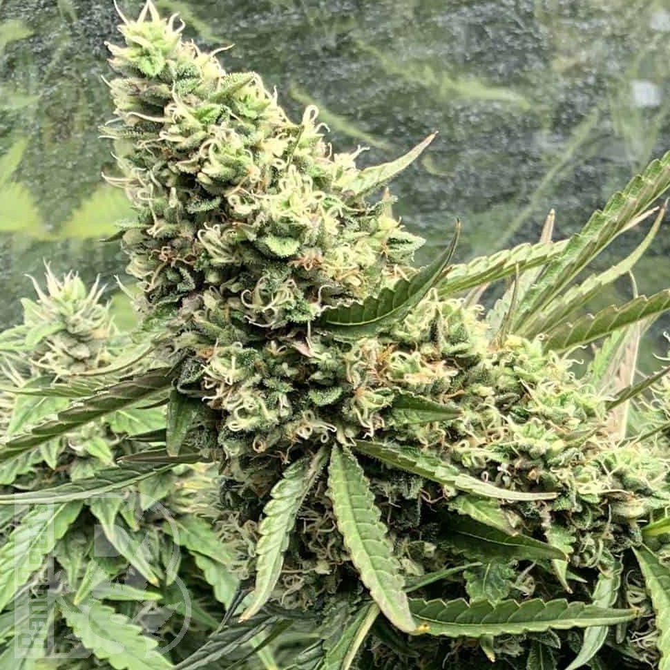 Семена марихуаны  Auto Ungurtas feminised Bang Seeds
