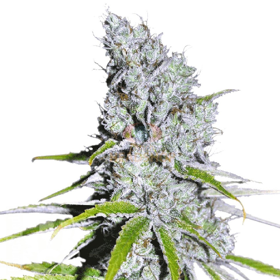 Семена ганжа  Auto Skunk Haze feminised Ganja Seeds