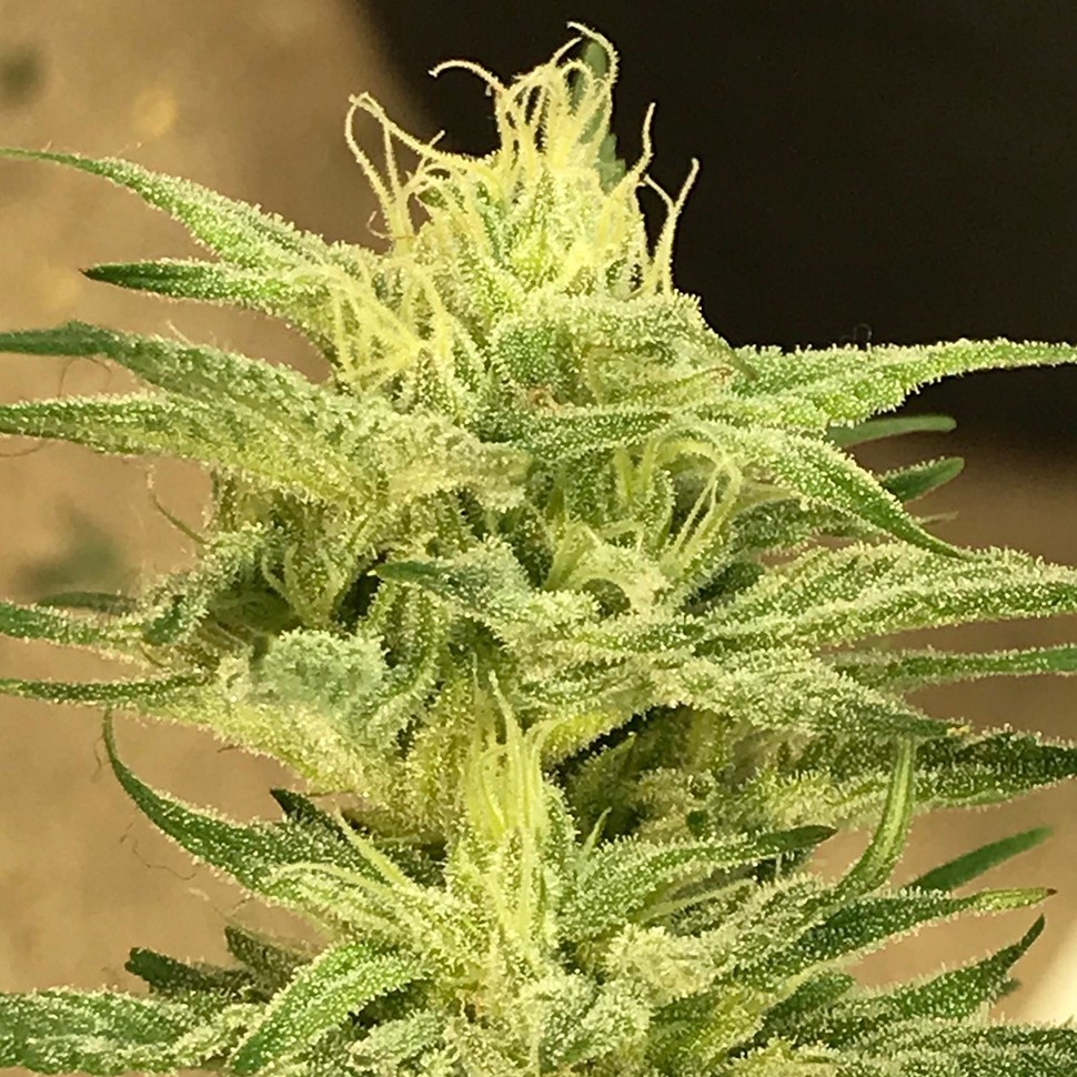 Семена марихуаны  Satori feminised Ganja Seeds