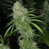 Семена марихуаны  Satori feminised Ganja Seeds