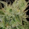 Семена марихуаны  Satori feminised Ganja Seeds