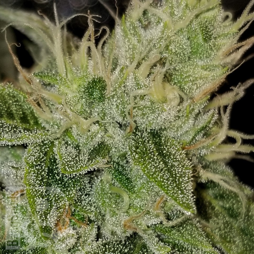 Семена марихуаны  Satori feminised Ganja Seeds
