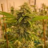 Семена марихуаны  Satori feminised Ganja Seeds