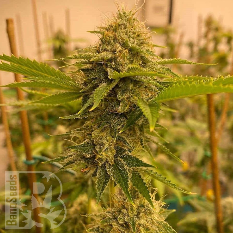 Семена марихуаны  Satori feminised Ganja Seeds