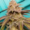 Семена марихуаны  Satori feminised Ganja Seeds