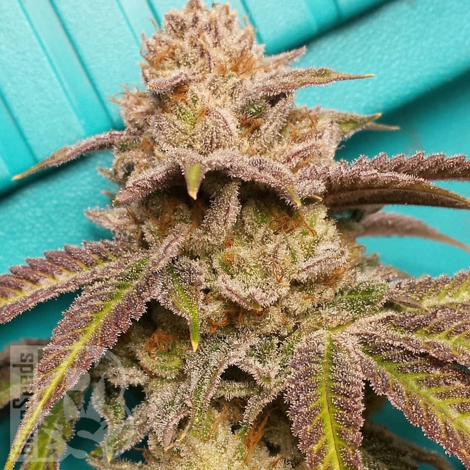 Семена марихуаны  Satori feminised Ganja Seeds