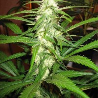 Sugar Black Rose feminised Ganja Seeds Fast Version