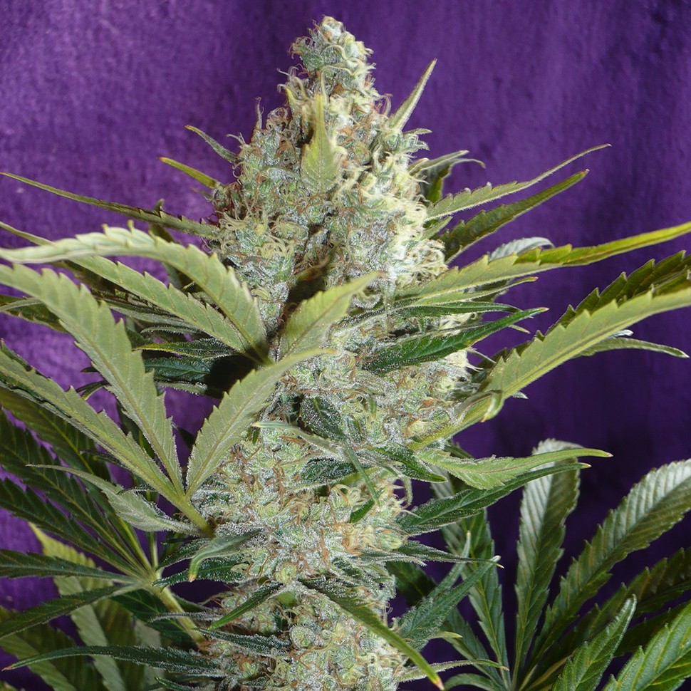 Семена  Black Widow feminised Ganja Seeds