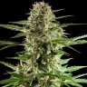 Семена  Alatau feminised Bang Seeds