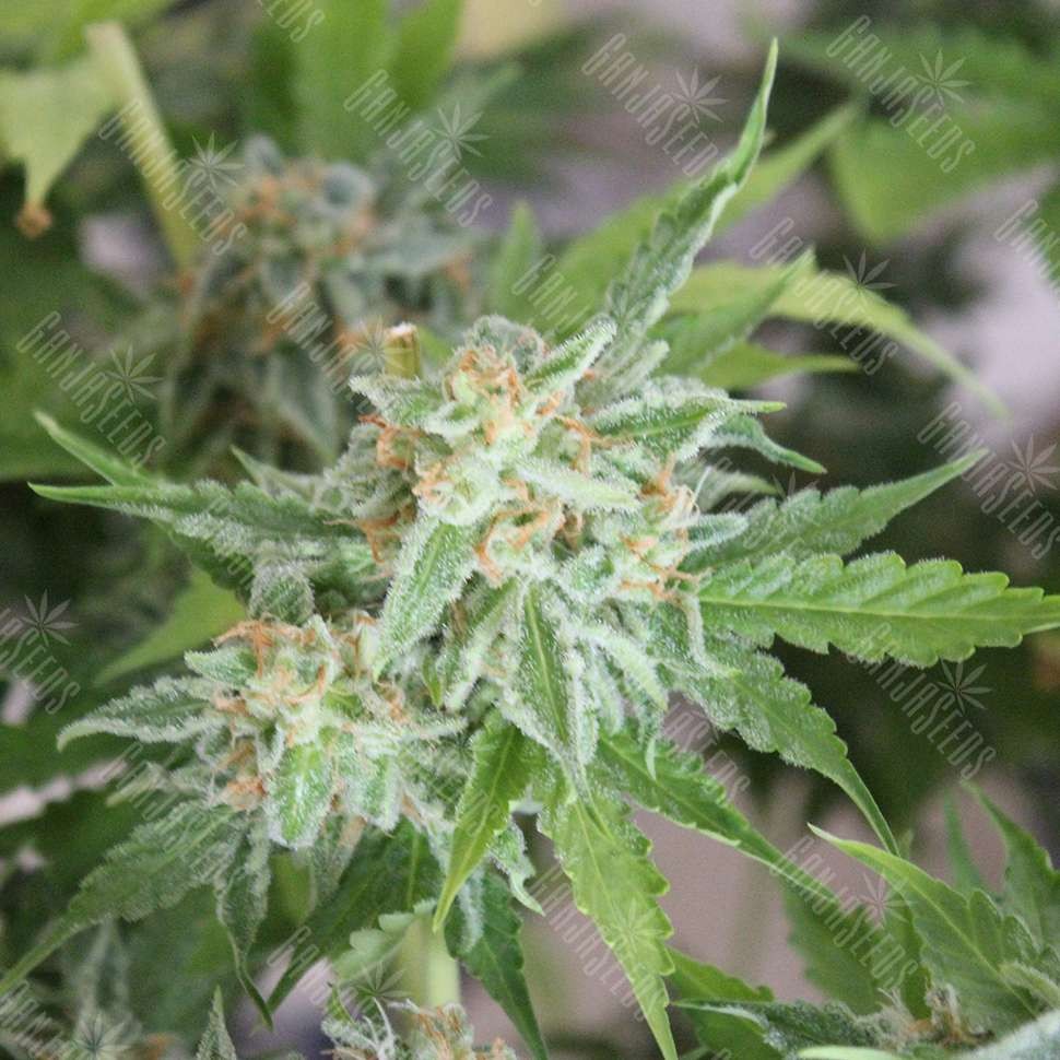 Семена конопли  Vertigo feminised Ganja Seeds