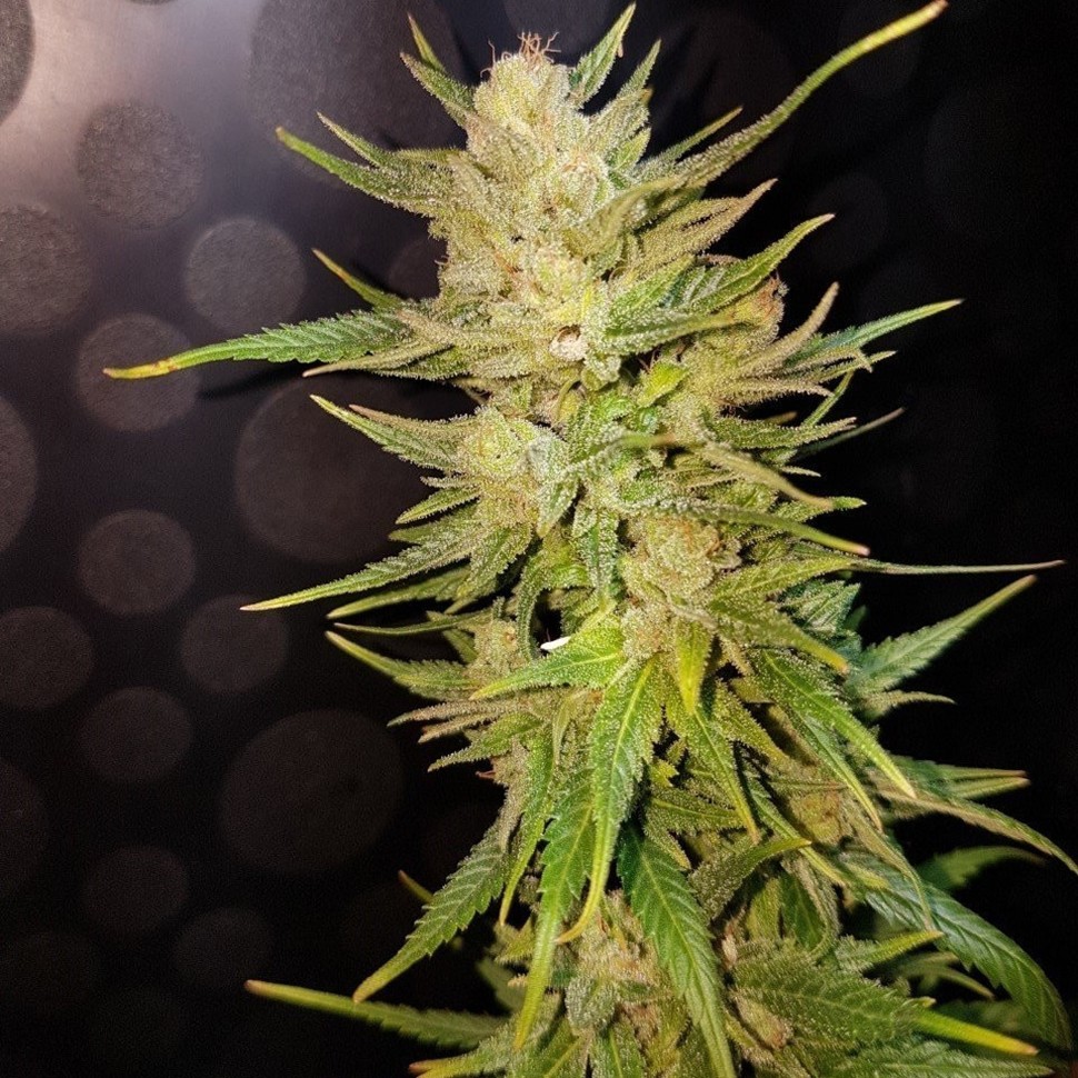 Семена каннабиса  Nefertiti feminised Ganja Seeds