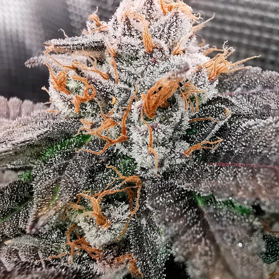 Качественные семена конопли Rolling Frau feminised Ganja Seeds