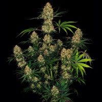 Hindu Kush feminised Ganja Seeds