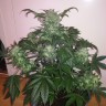 купить автоцветущие семена конопли Auto Blue Diesel feminised