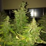 купить семена конопли курьером Auto Blue Diesel feminised