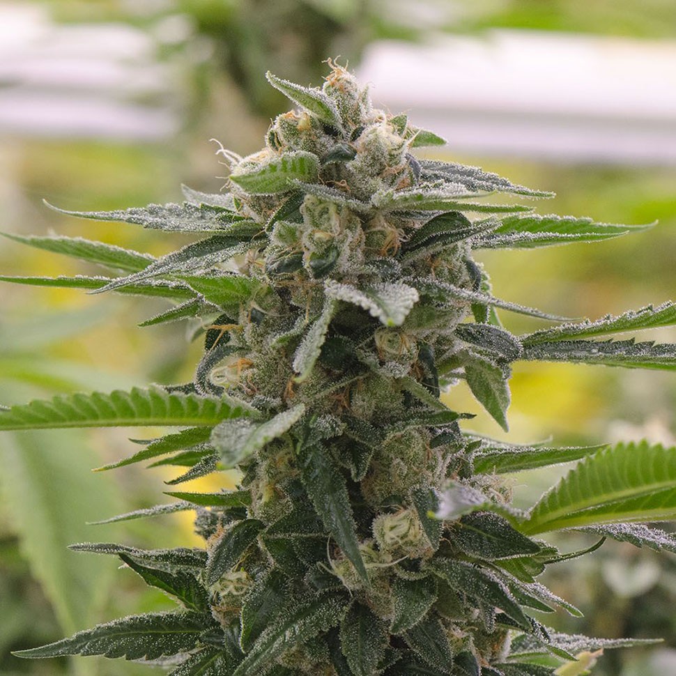 Семена конопли  Argali feminised Bang Seeds