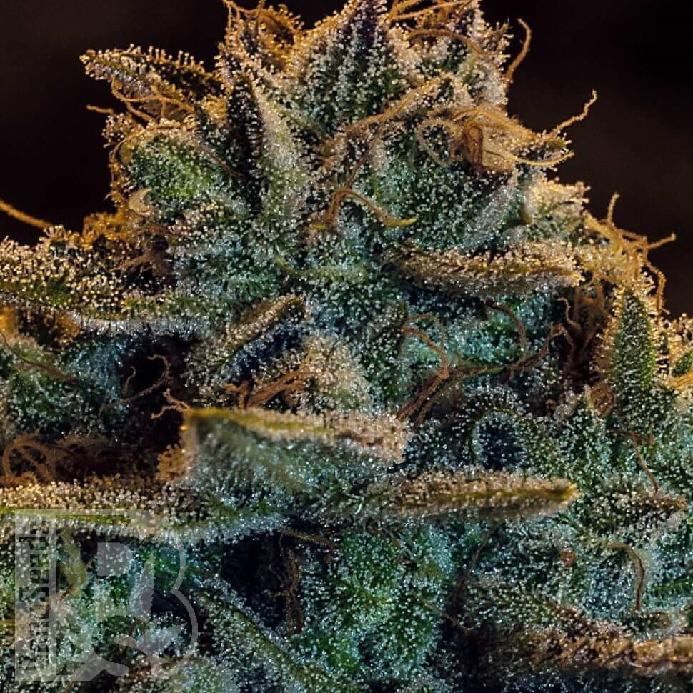 Семена конопли  Argali feminised Bang Seeds