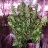 Семена каннабиса Auto The Ultimate CBD feminised Ganja Seeds