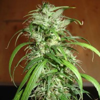 Nemesis feminised Ganja Seeds