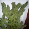 Семена конопли  Nemesis feminised Ganja Seeds