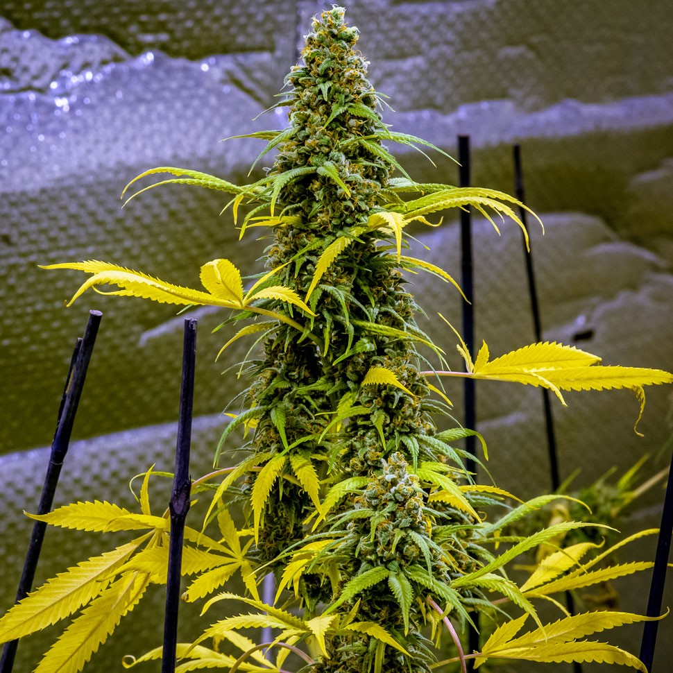 Семена каннабиса  AK 49 feminised Ganja Seeds
