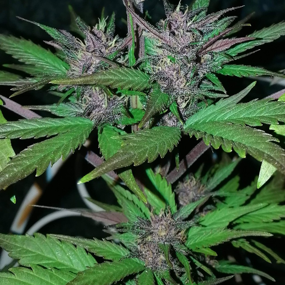 Семена  Auto Black Cream feminised Ganja Seeds
