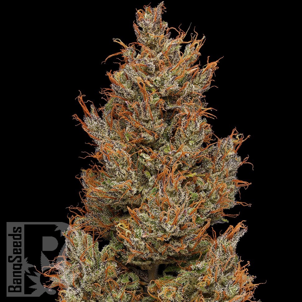 Семена каннабиса  Auto Sweet Mango feminised Ganja Seeds