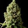 Семена ганжа  Neville's Haze feminised Ganja Seeds