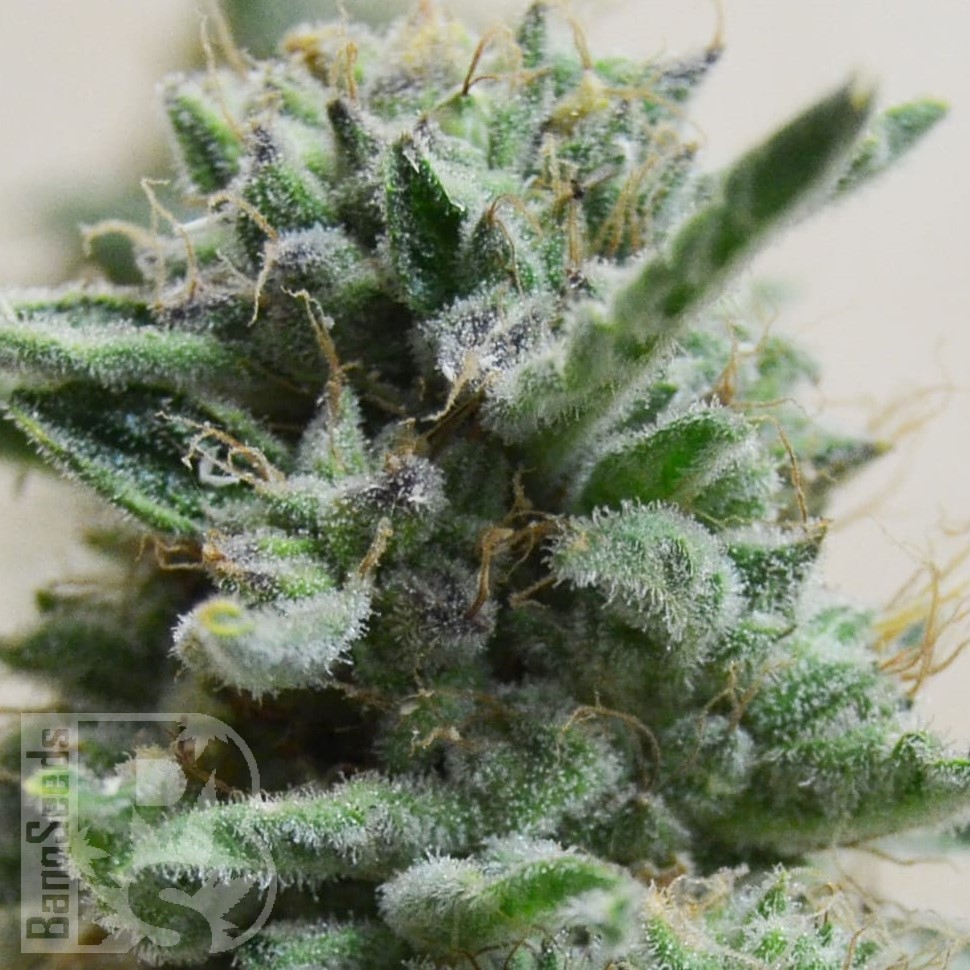 Семена  AK 48 feminised Ganja Seeds