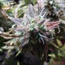 купить семена конопли в Украине Auto Blueberry Bliss feminised