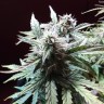 купить семена конопли в оригинальных упаковках Auto Blueberry Bliss feminised